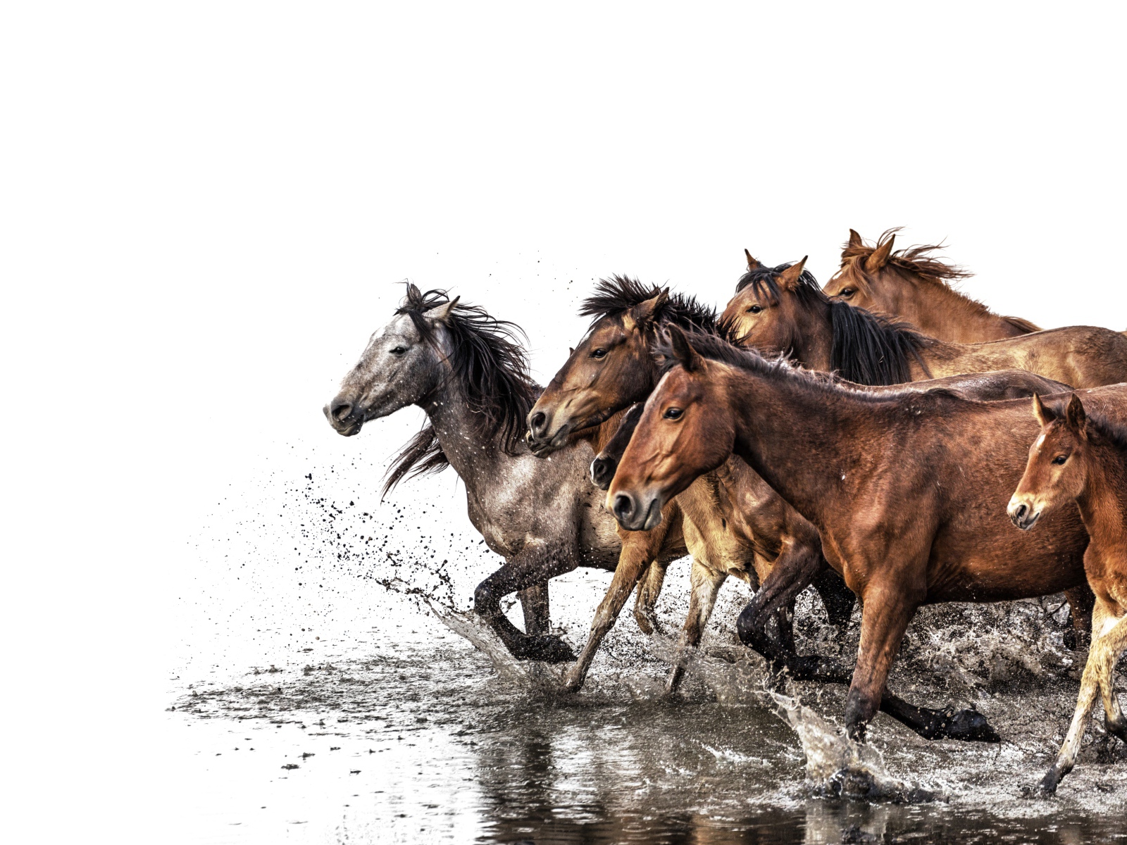 Табун лошадей скачет по воде на белом фоне 