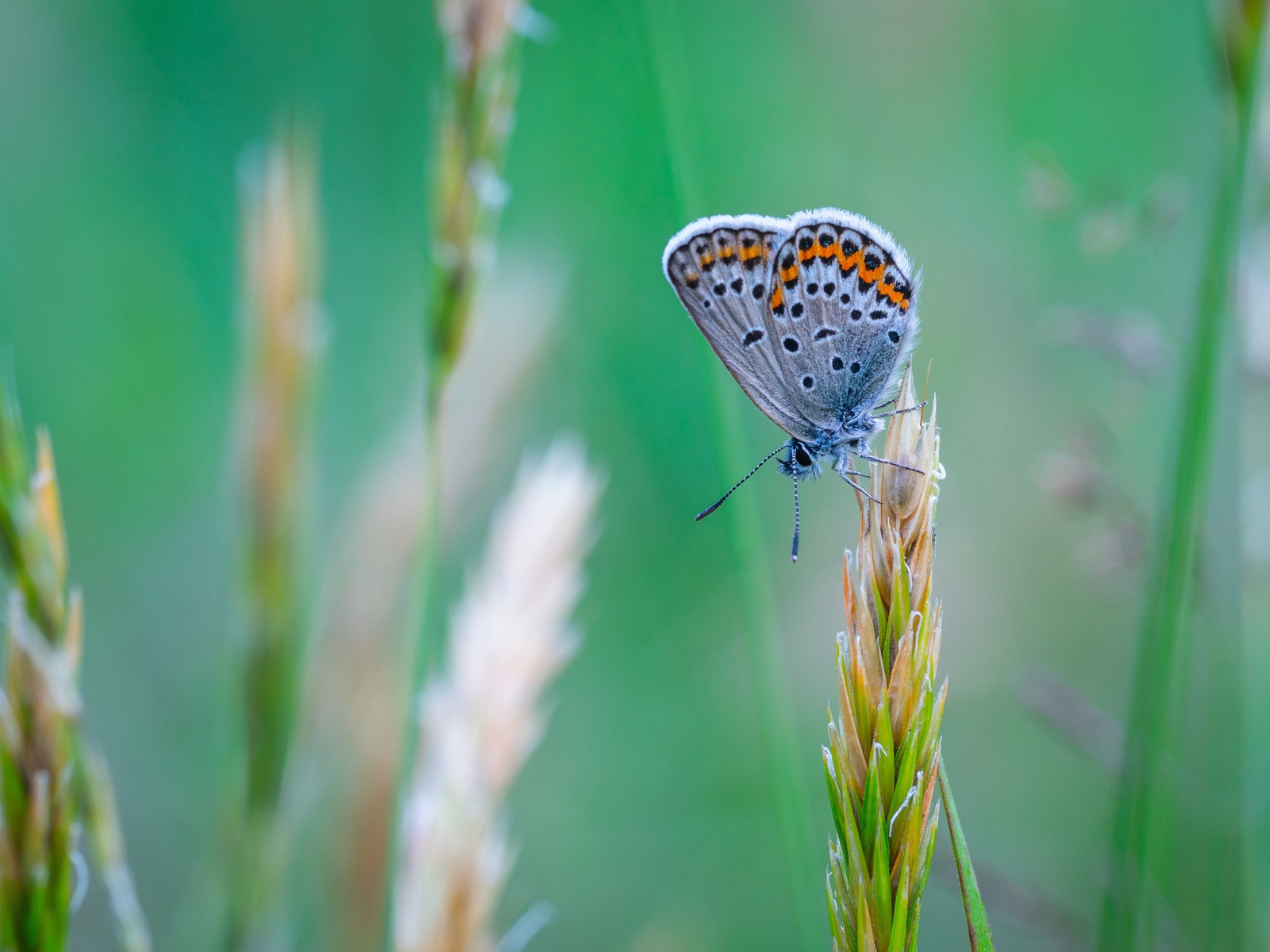 Красивая голубая бабочка сидит на колоске
