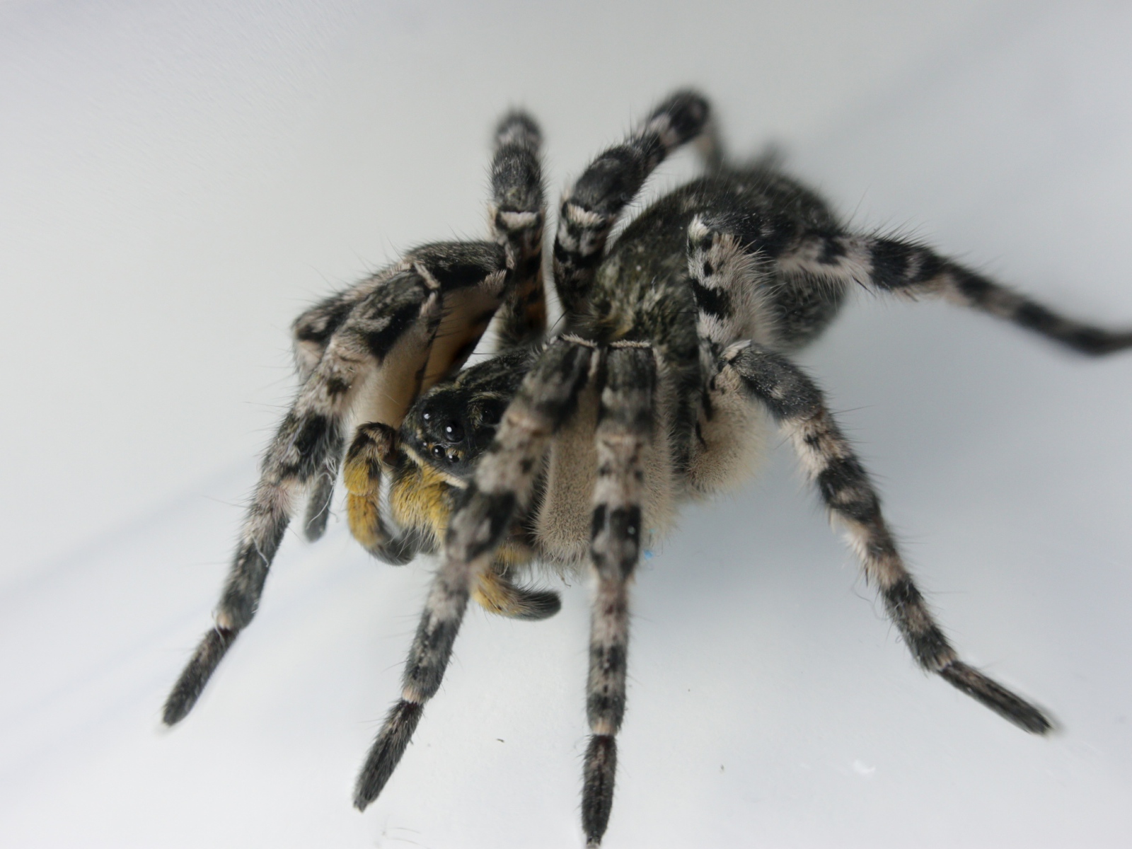 Большой паук на сером фоне крупным планом