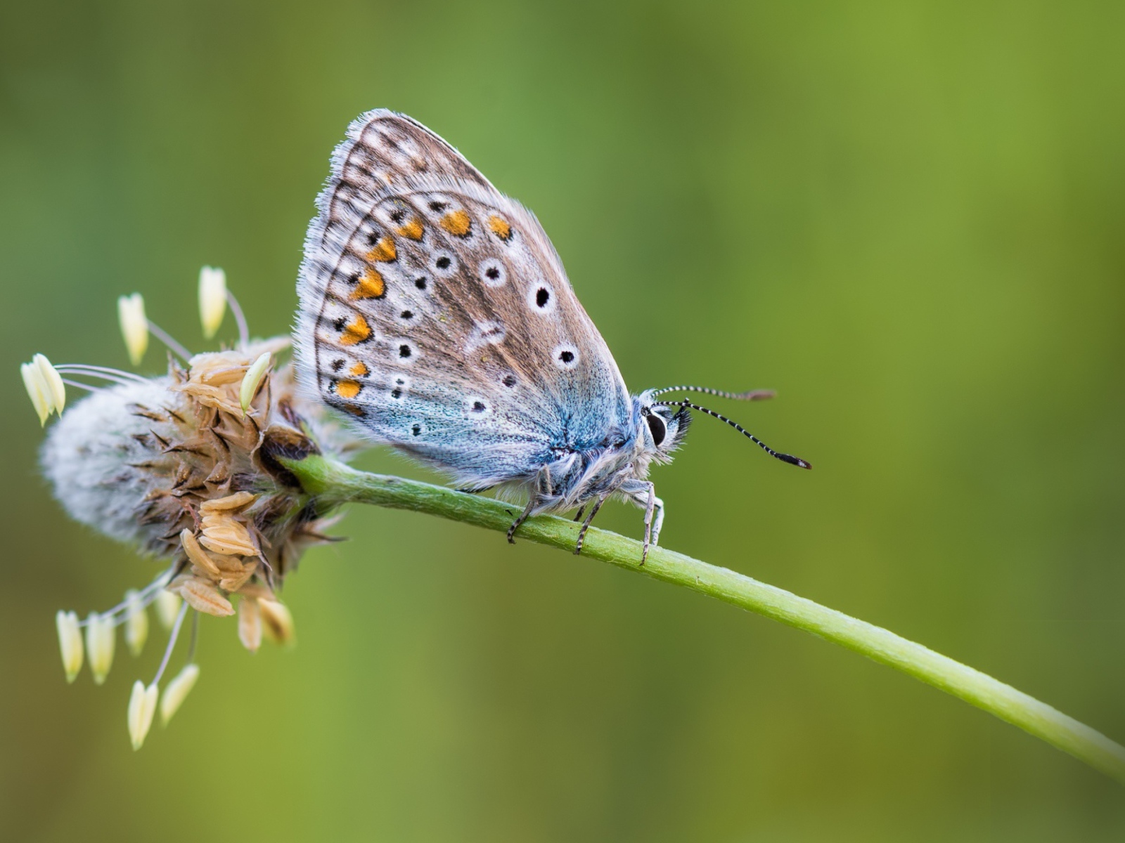 Голубая бабочка сидит на цветке 