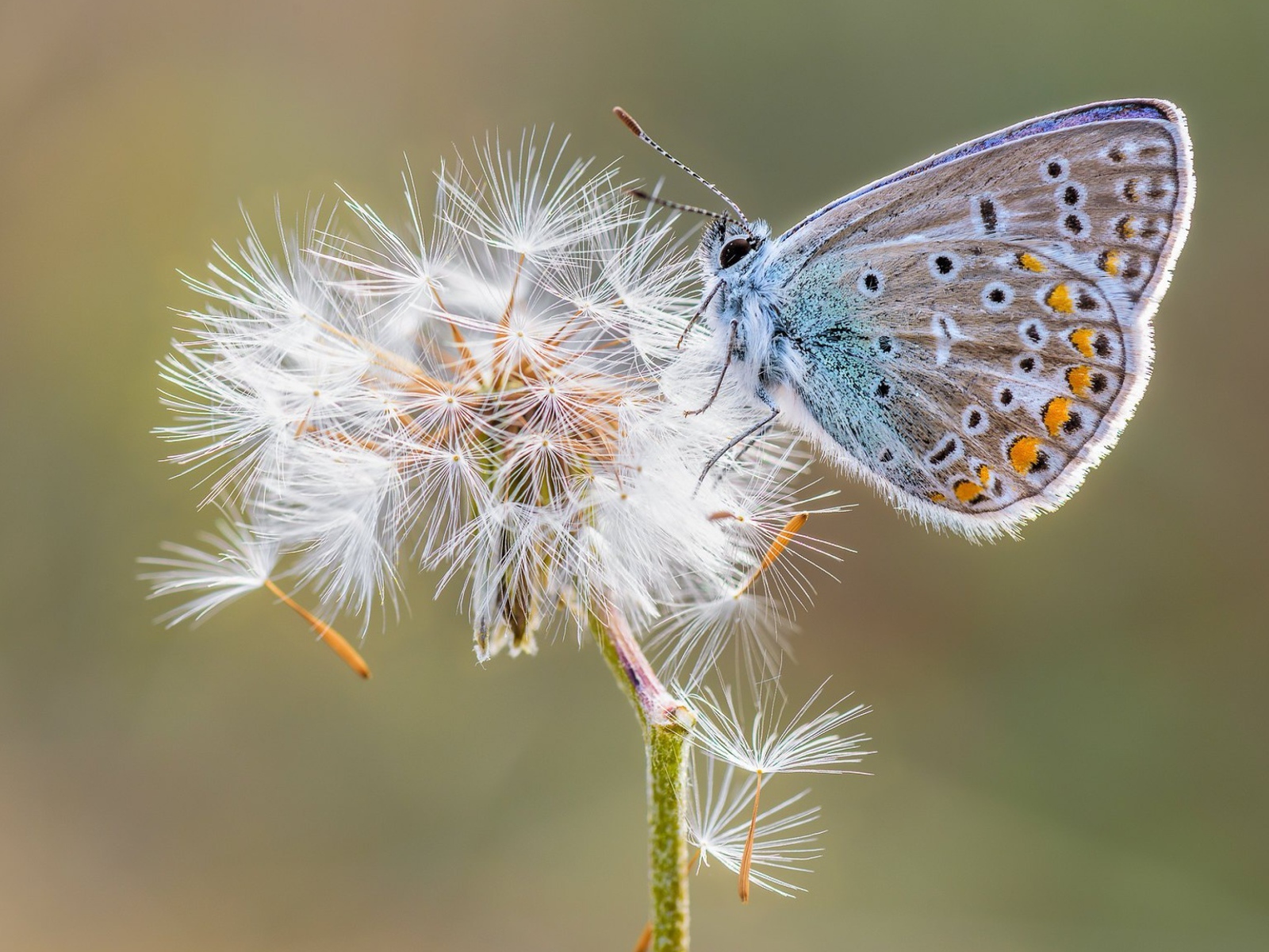 Голубая бабочка сидит на одуванчике