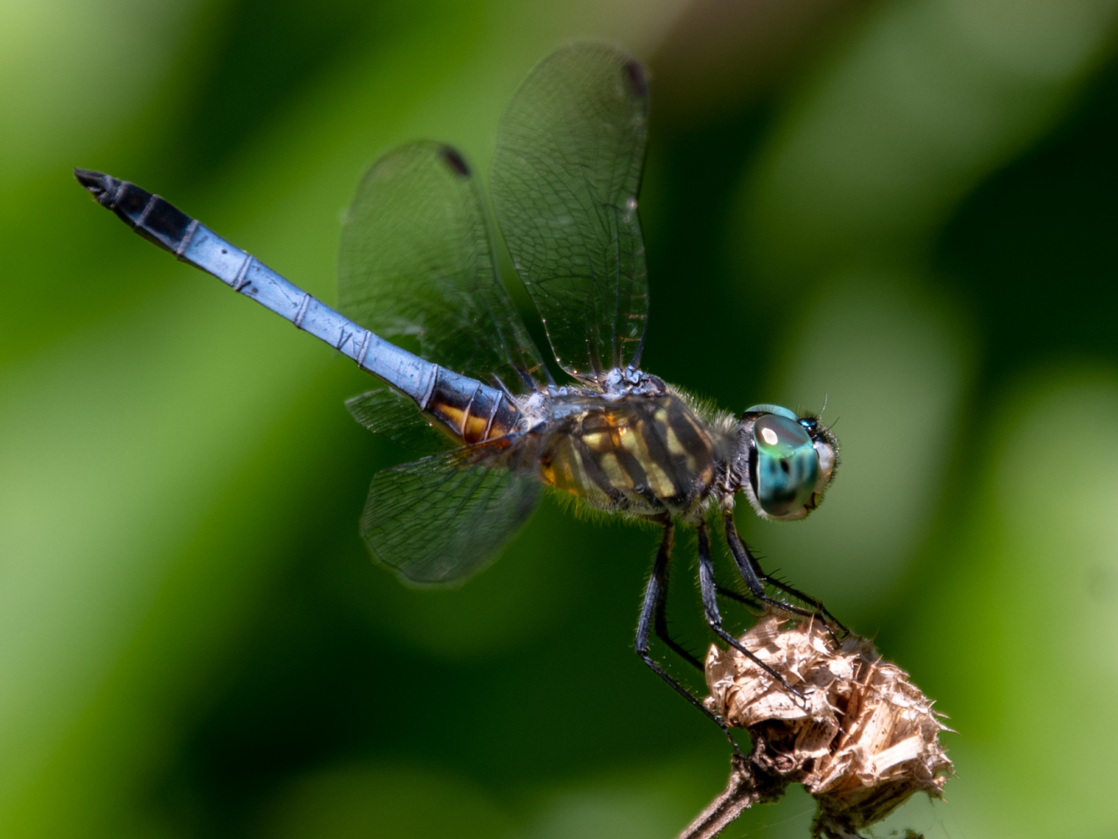 Голубая стрекоза сидит на цветке