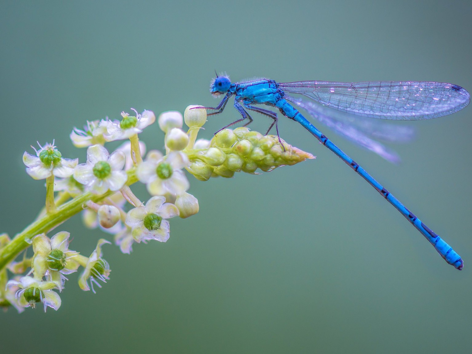 Голубая стрекоза сидит на цветке на сером фоне