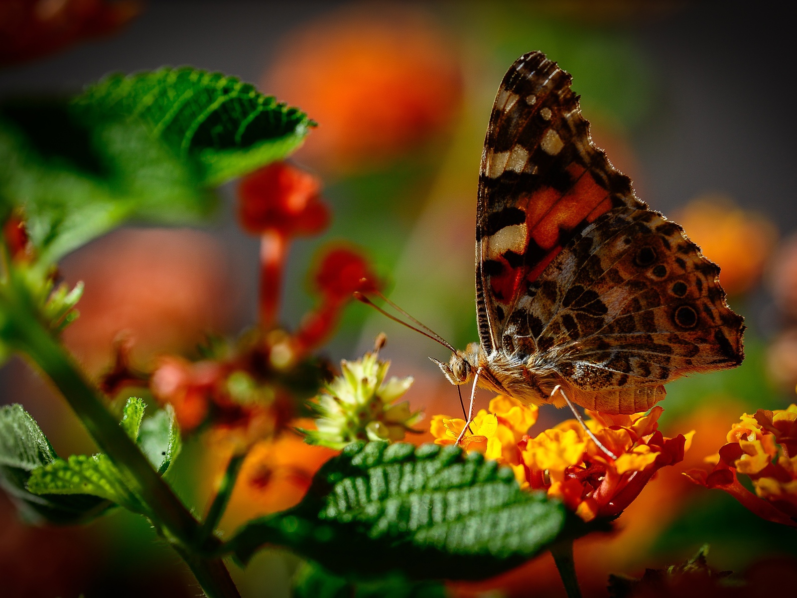 Коричневая бабочка сидит на оранжевом цветке