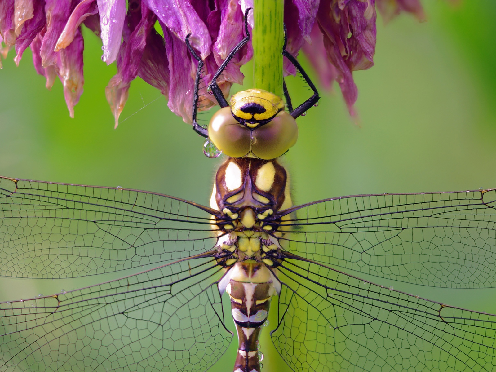 Стрекоза сидит на цветке крупным планом