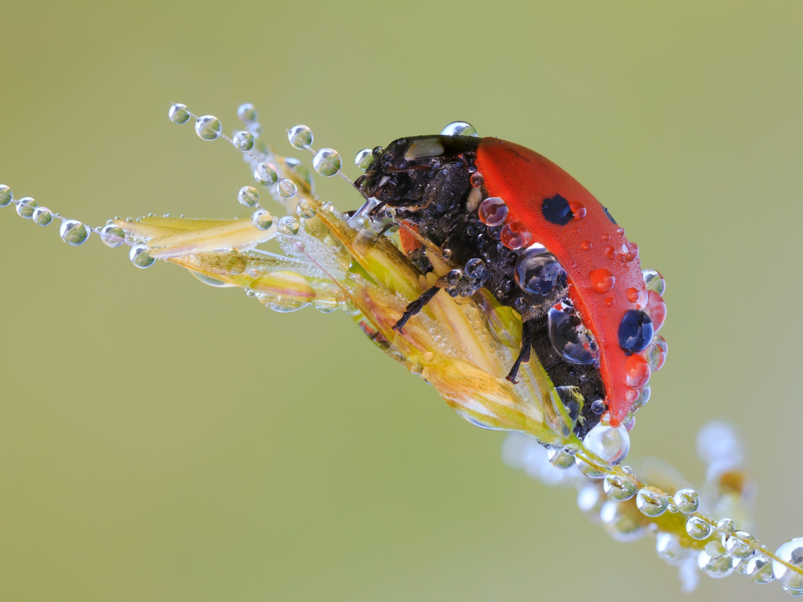 Божья коровка в каплях росы на колоске макросъемка