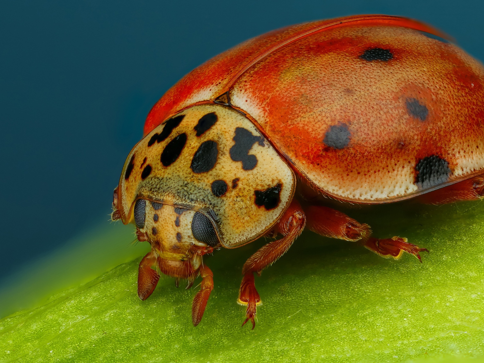 Божья коровка на зеленом листе крупным планом
