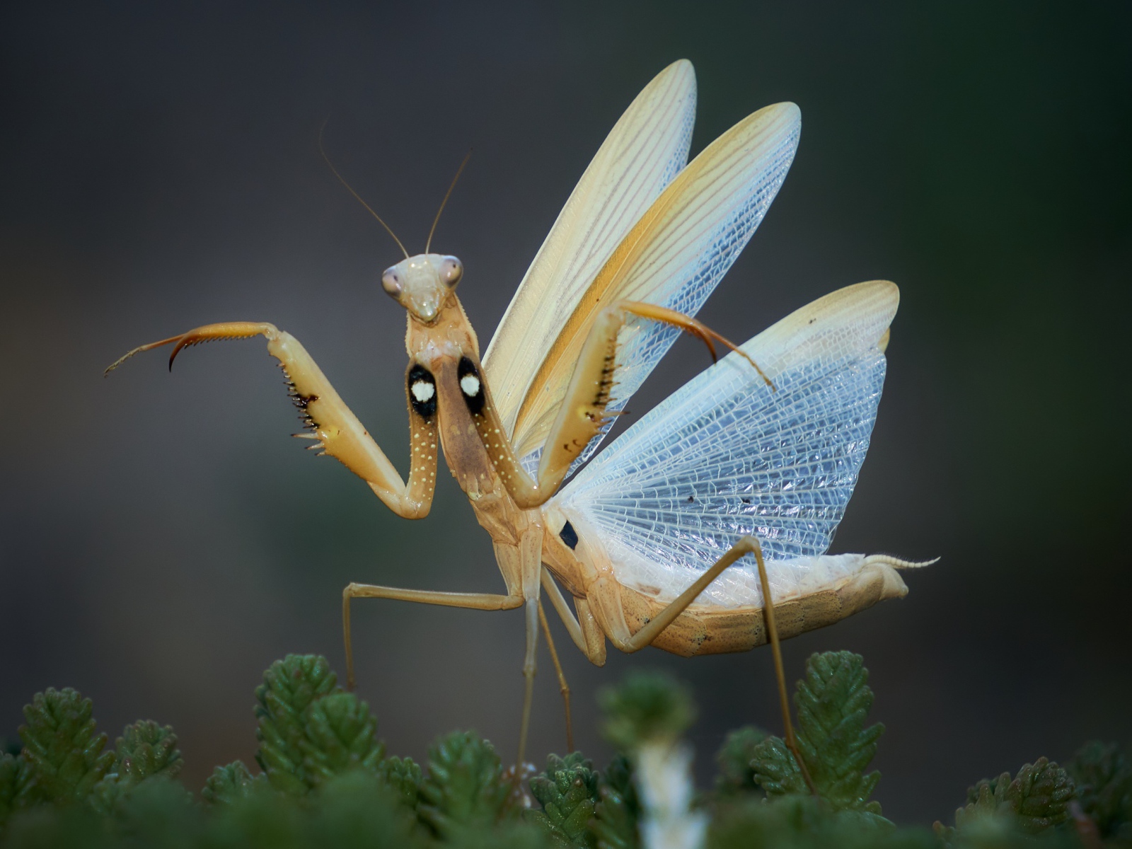 Большой богомол с прозрачными крыльями