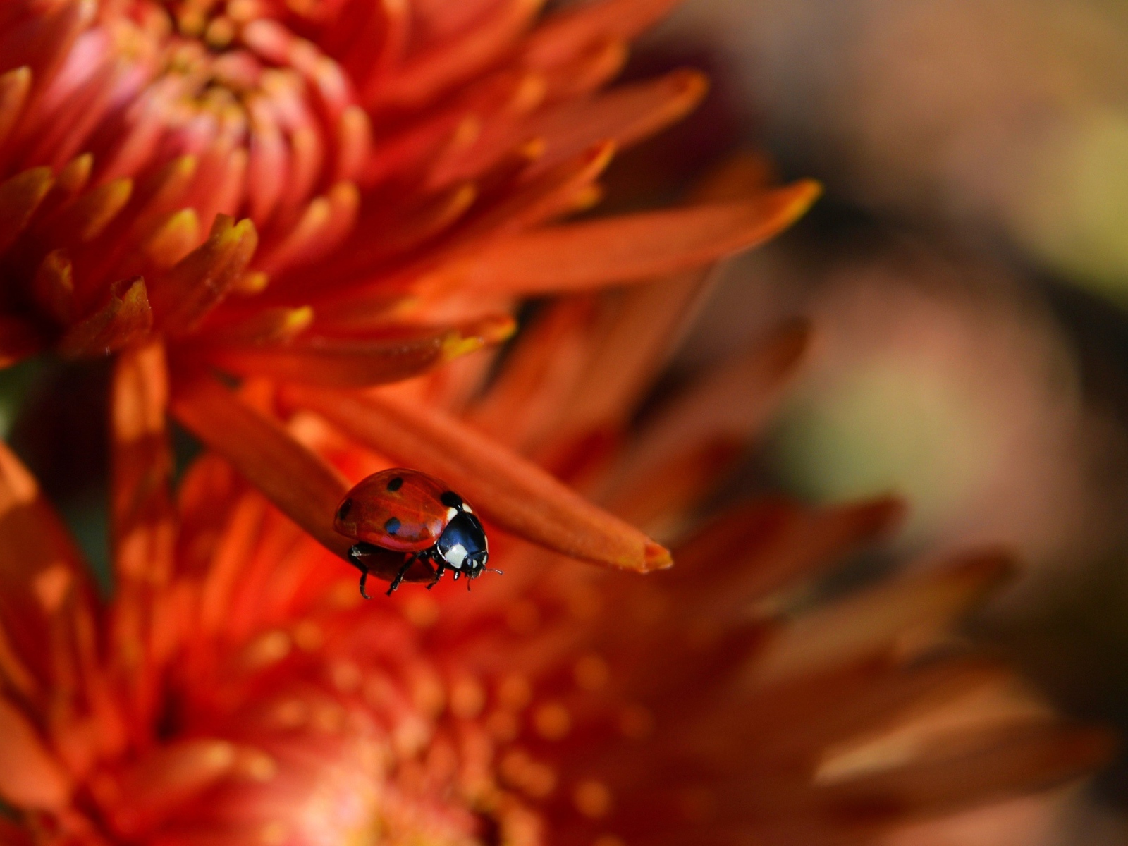Маленькая красная божья коровка на цветке 