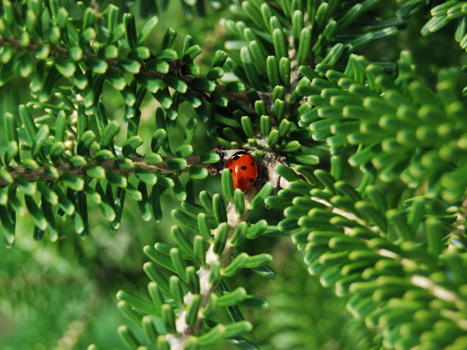 Красная божья коровка на зеленой ветке