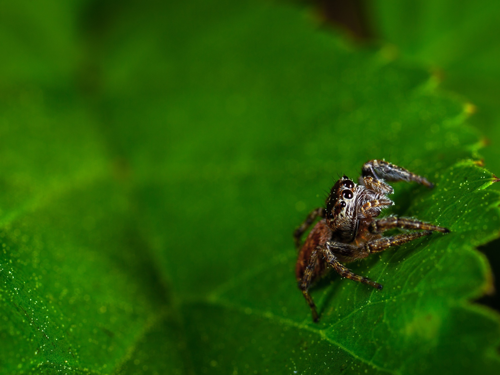 Паук сидит на зеленом листе 