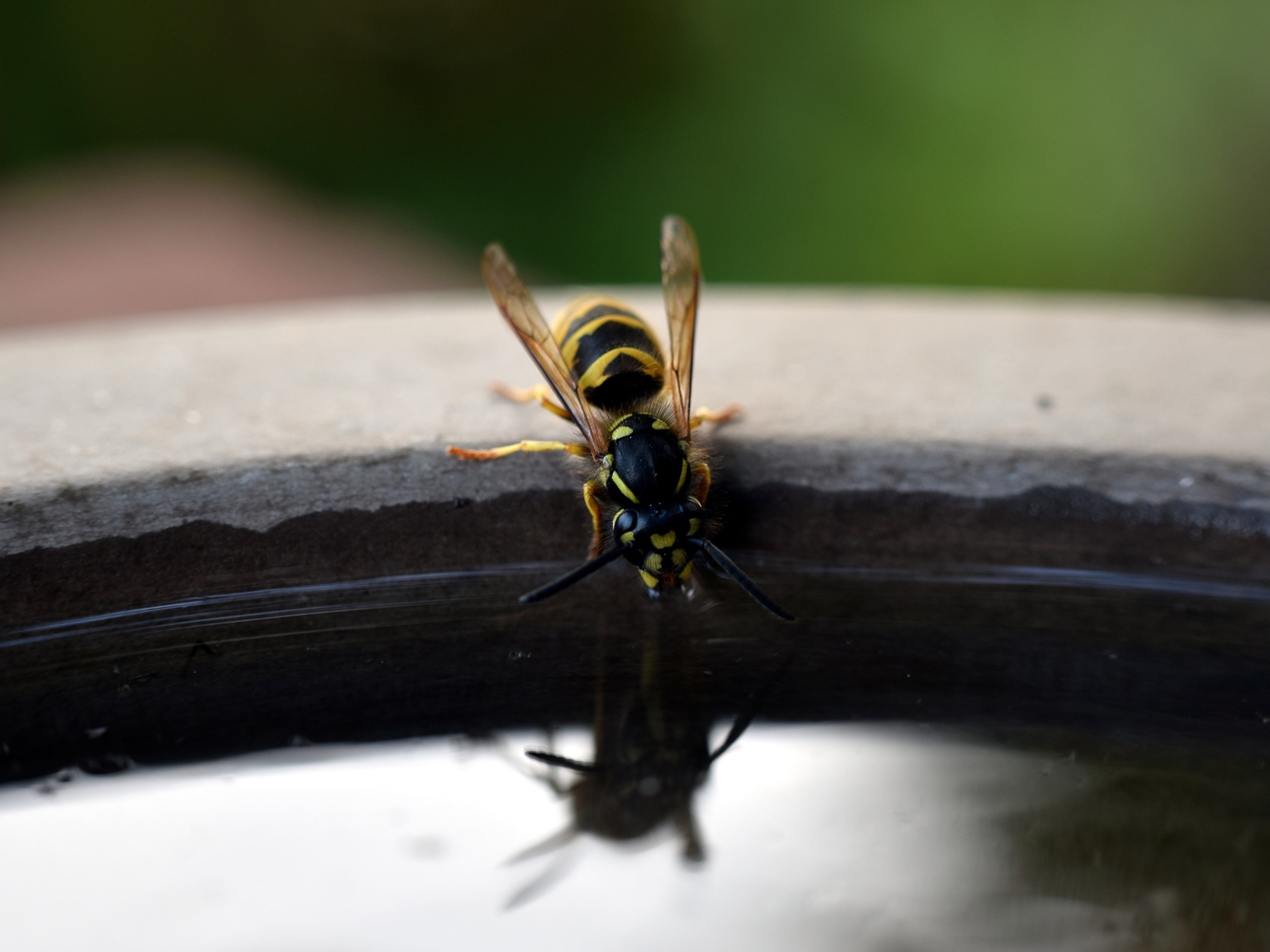 Оса пьет воду из бочки