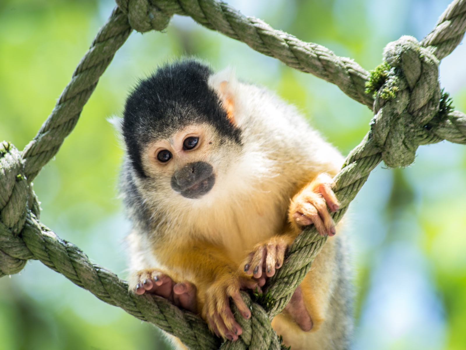 Обезьяна капуцин сидит на сетке