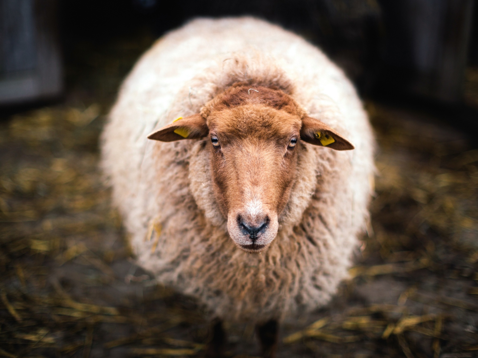 Большая овца с густой шерстью