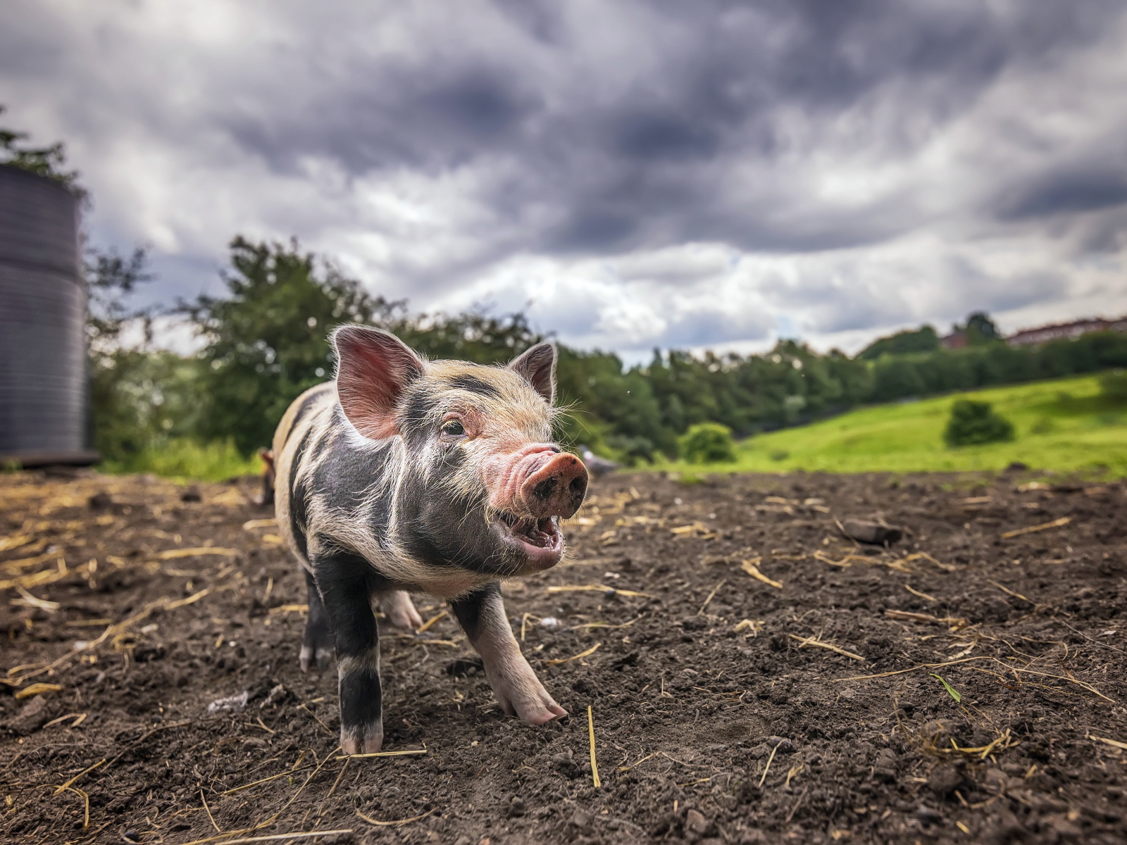 Маленький поросенок на земле под пасмурным небом