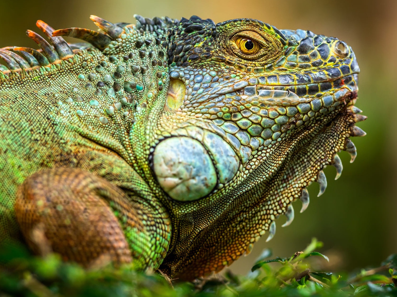 Большая зеленая игуана крупным планом 