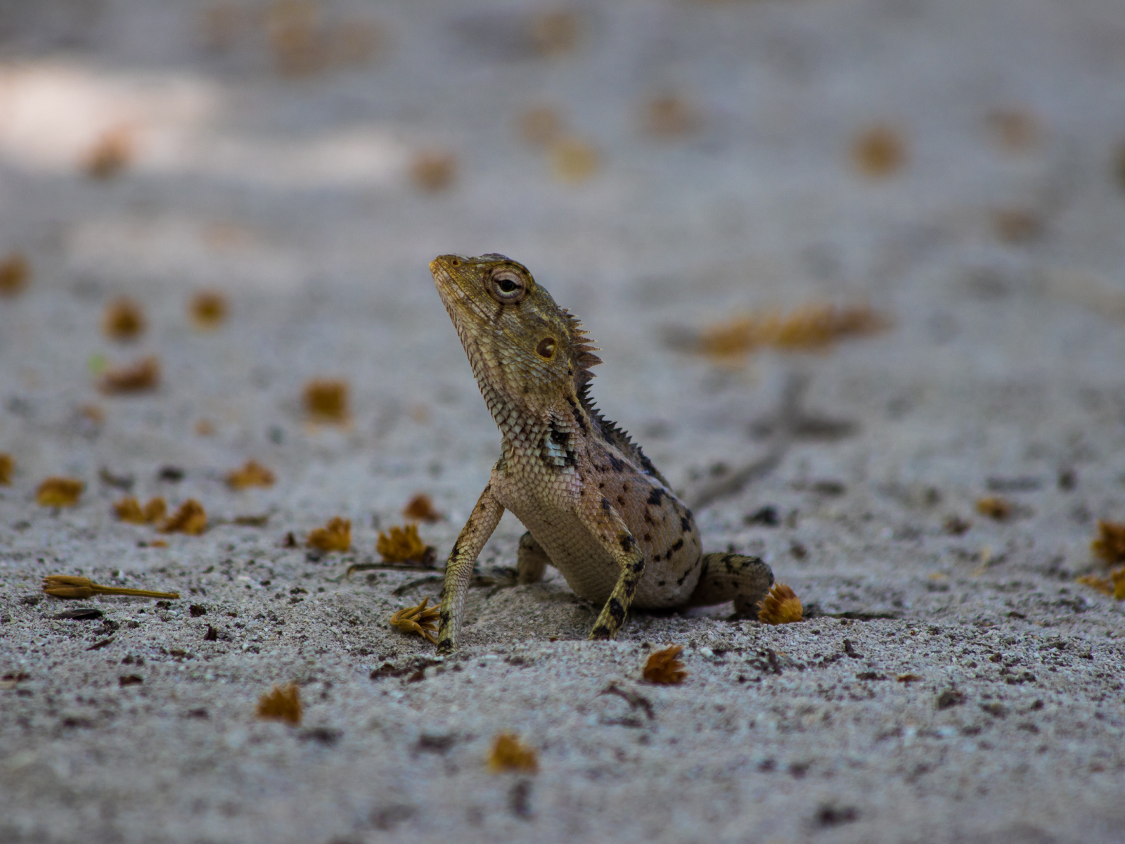 Маленькая ящерица на песке