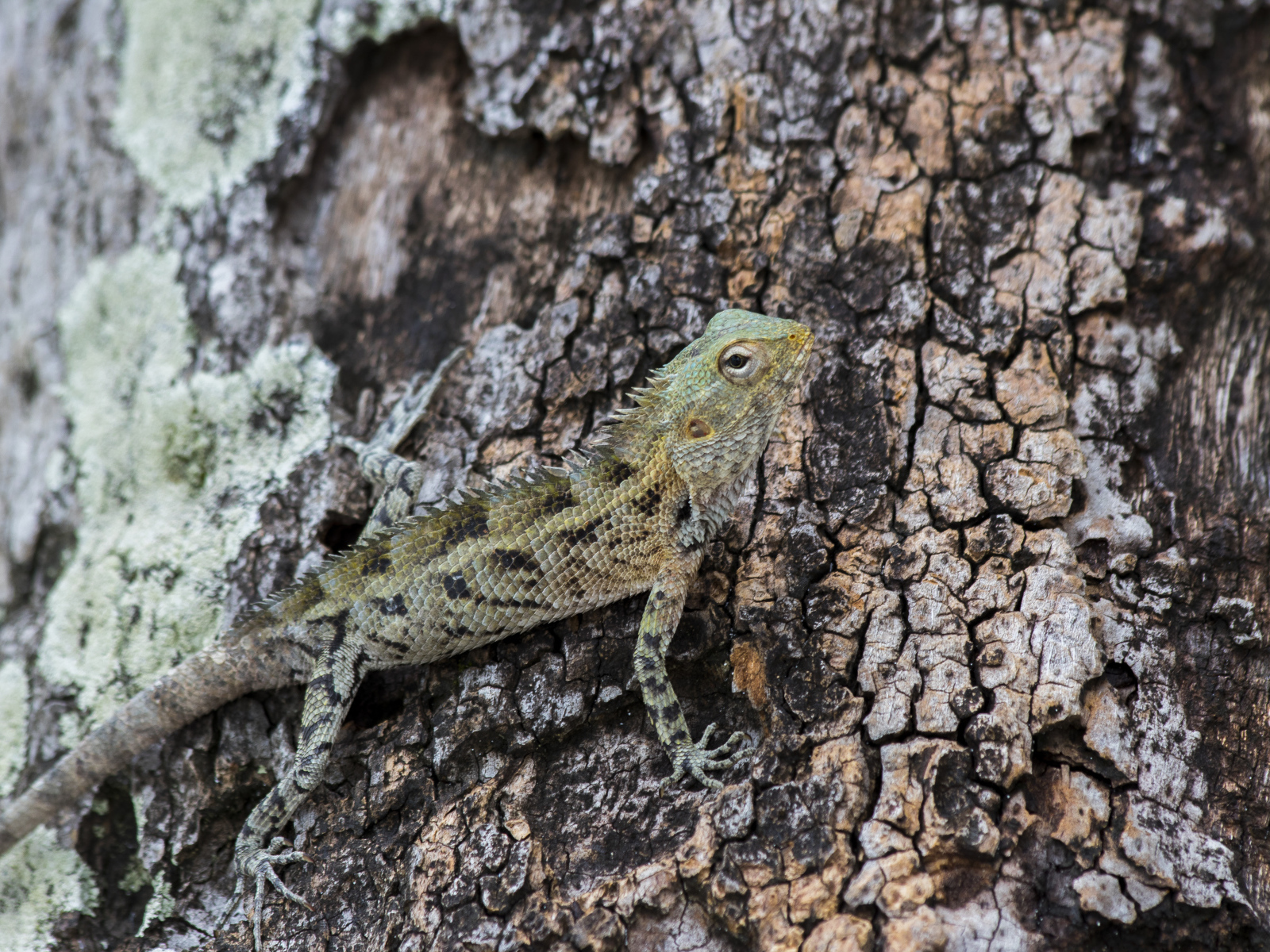 Маленькая ящерица сливается с деревом