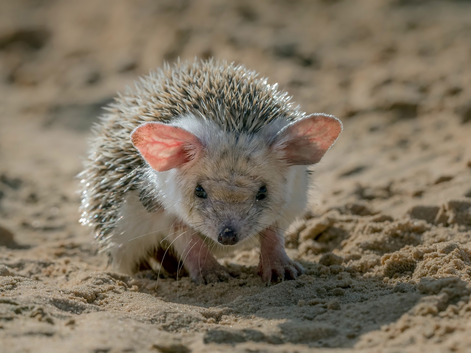 Колючий еж с большими ушами стоит на песке