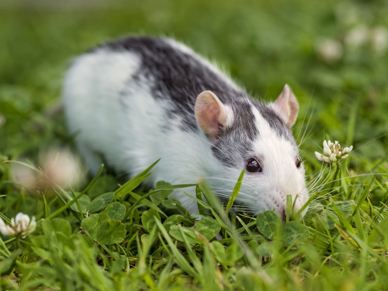 Крыса сидит в зеленой траве, символ нового года 2020 