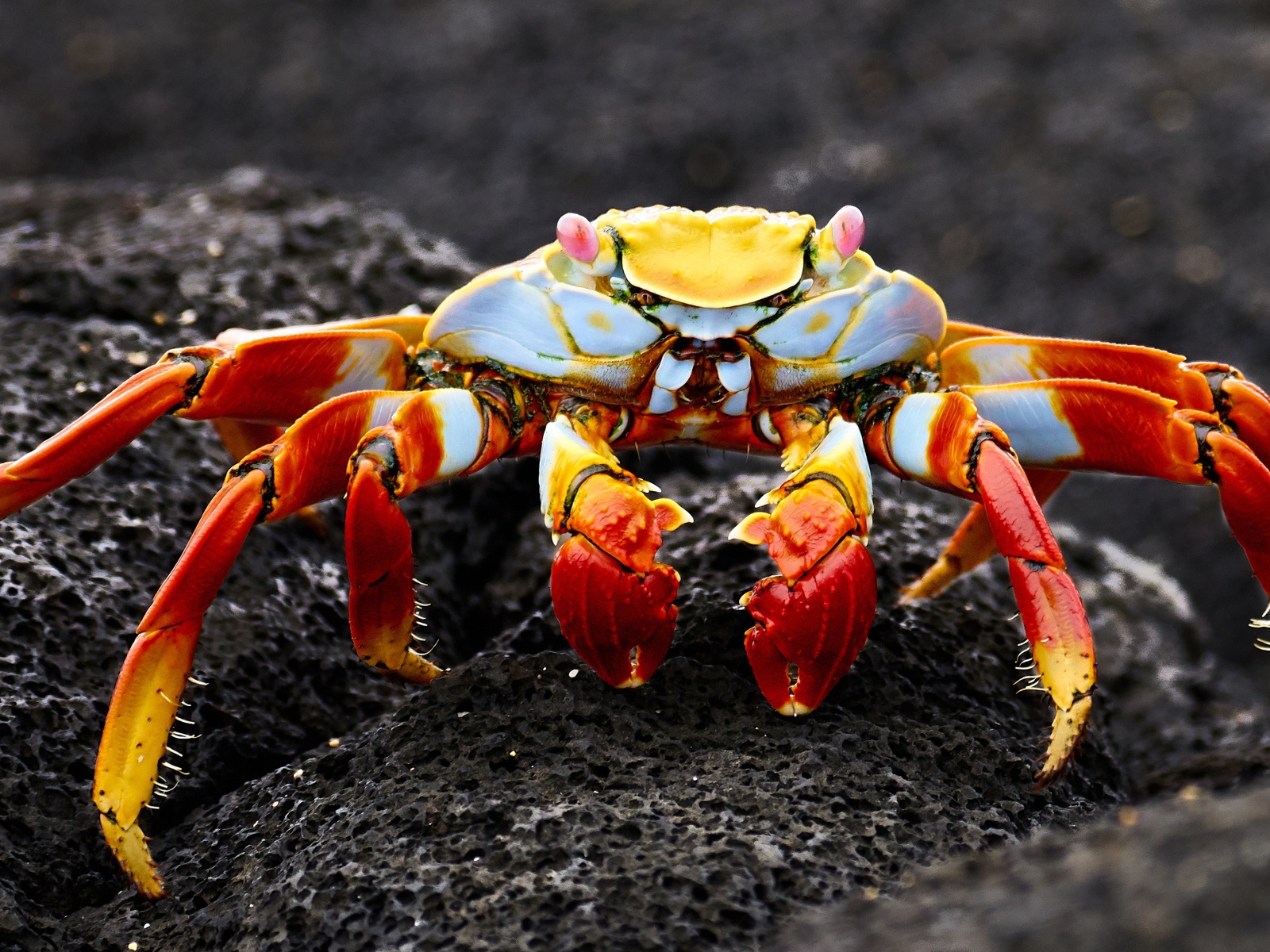 Большой краб на сером камне