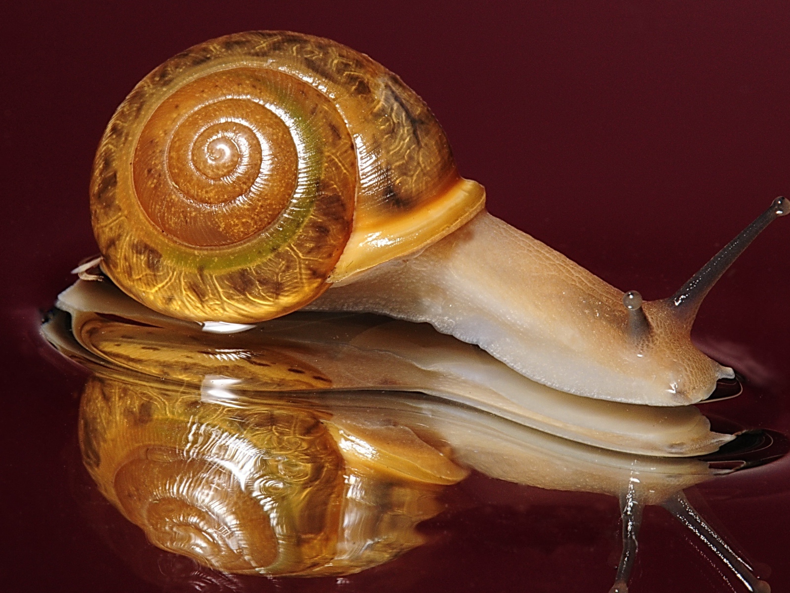 Большая улитка на красном фоне