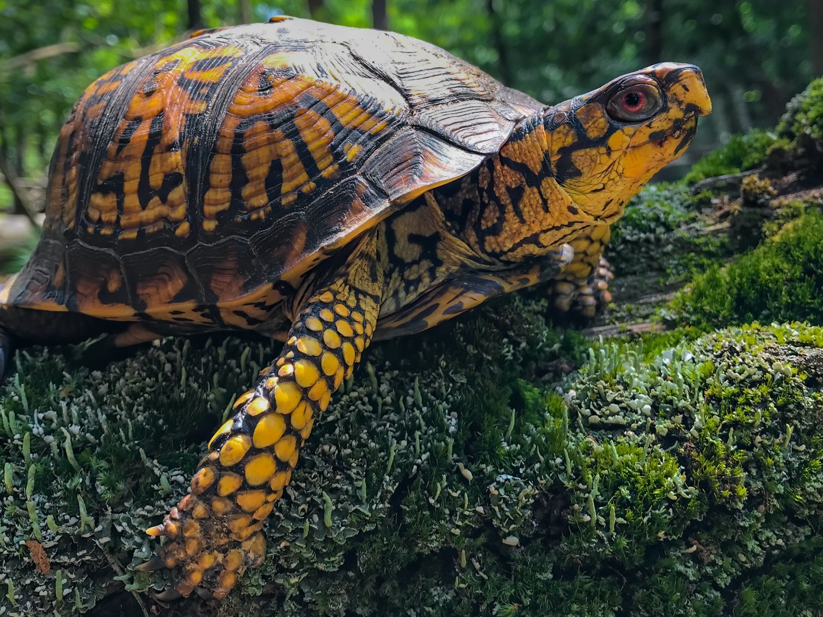 Большая черепаха на покрытом мхом камне