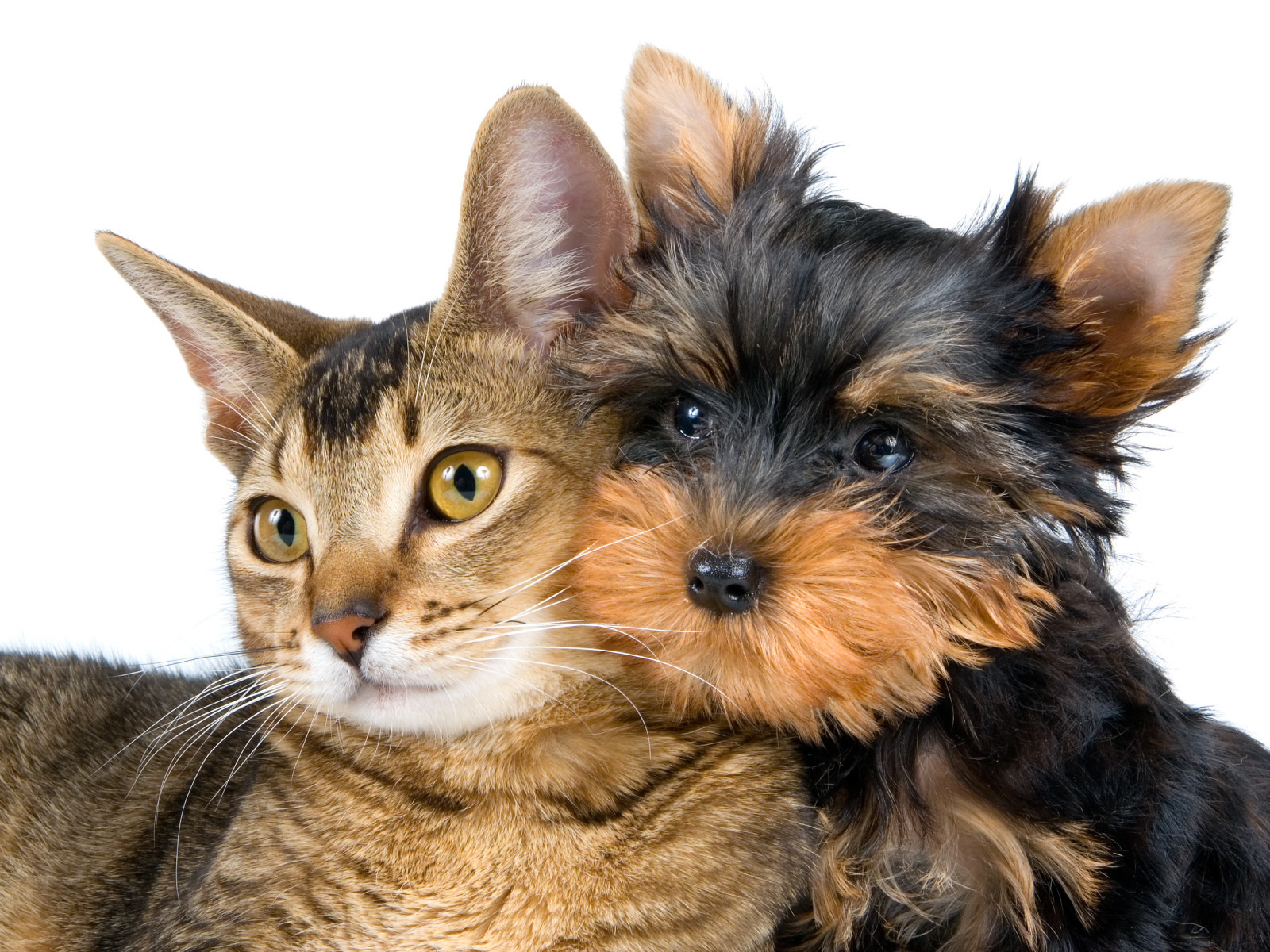 Большой серый кот и йоркширский терьер на белом фоне