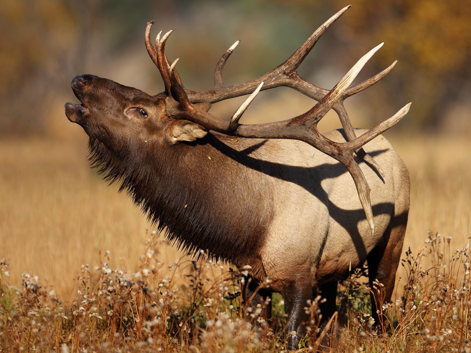 Большой олень с рогами в траве