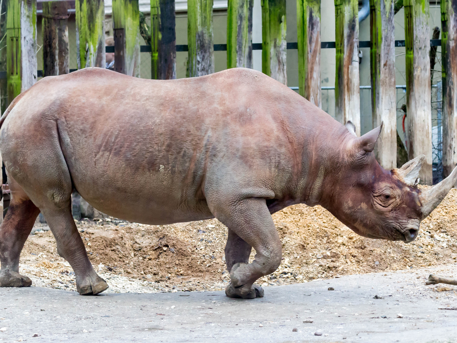 Большой носорог у забора в зоопарке