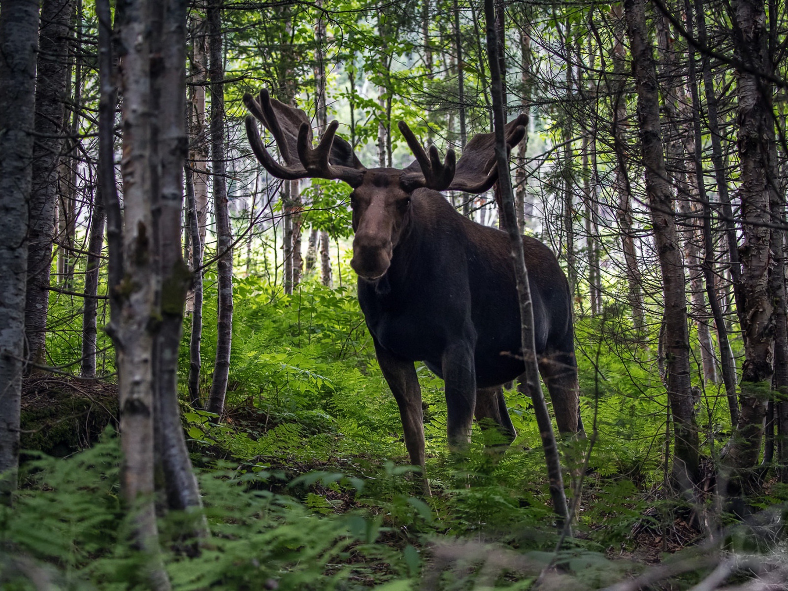 Лось с большими рогами в лесу