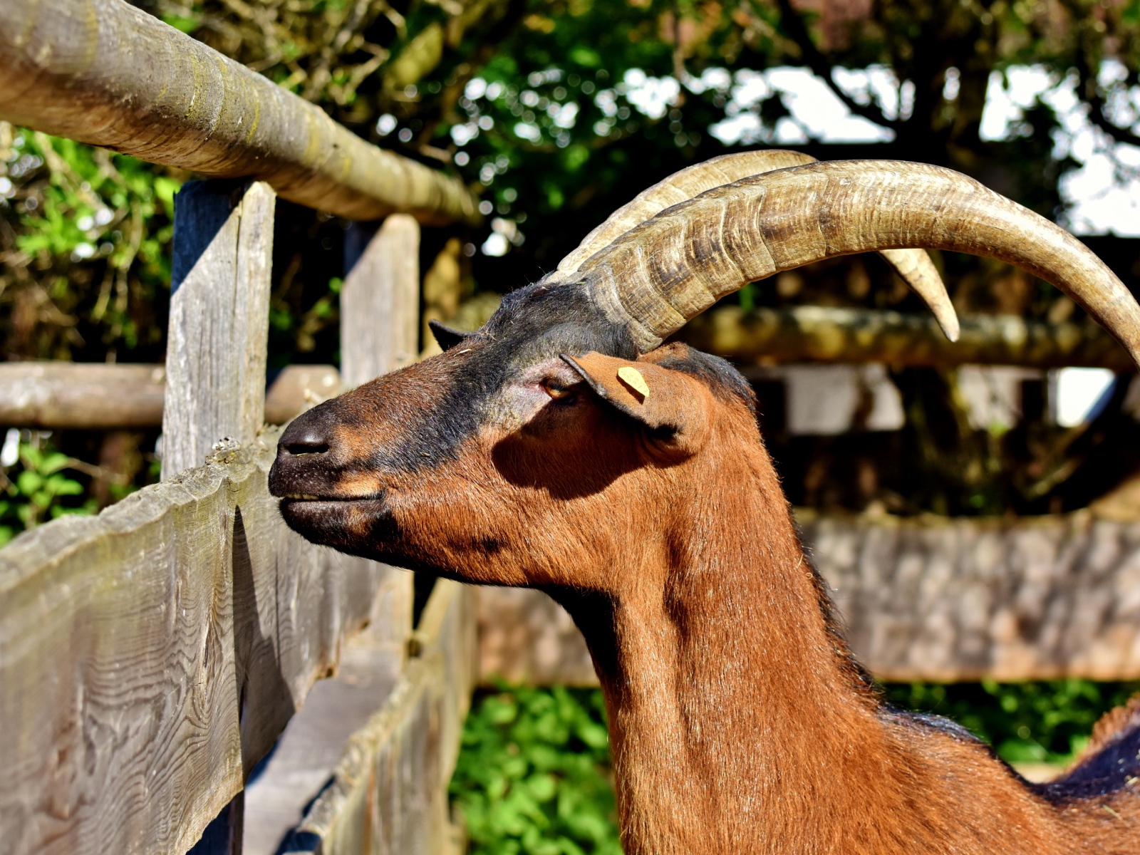 Коза с длинными рогами в зоопарке 