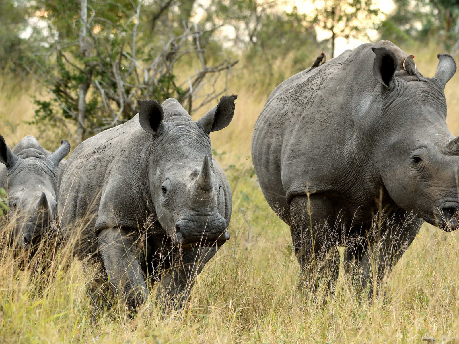 Семья носорогов идет по траве