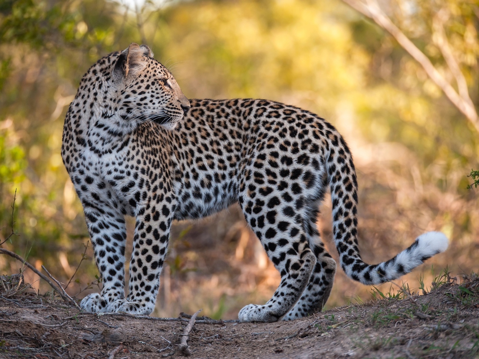 Красивый пятнистый леопард стоит на дороге