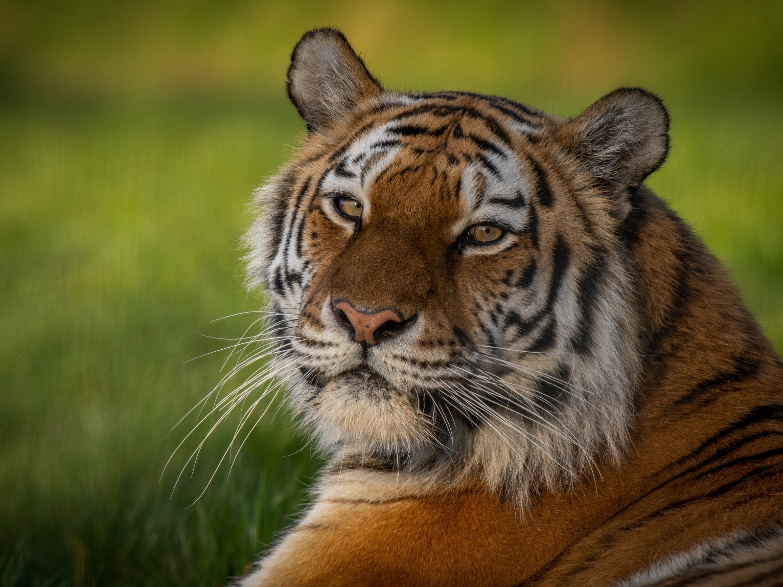 Полосатый тигр с большой мордой лежит на зеленой траве