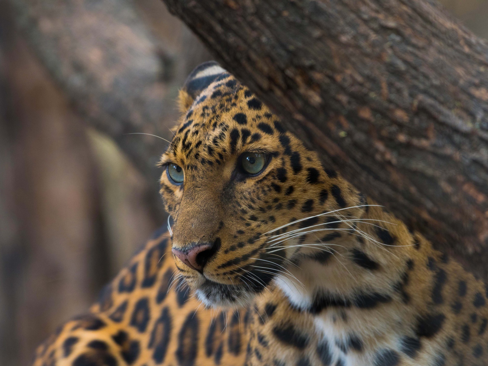 Красивый пятнистый леопард у дерева 