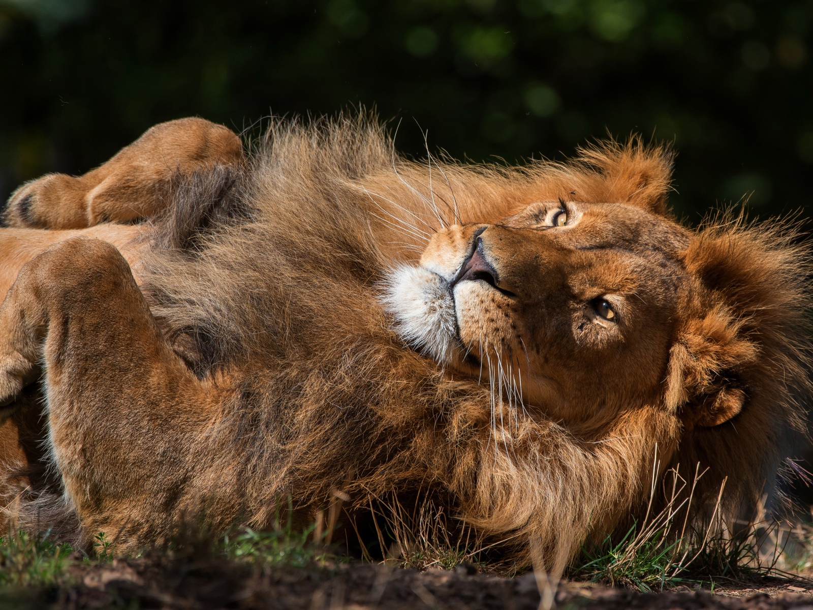 Большой лев лежит на земле 