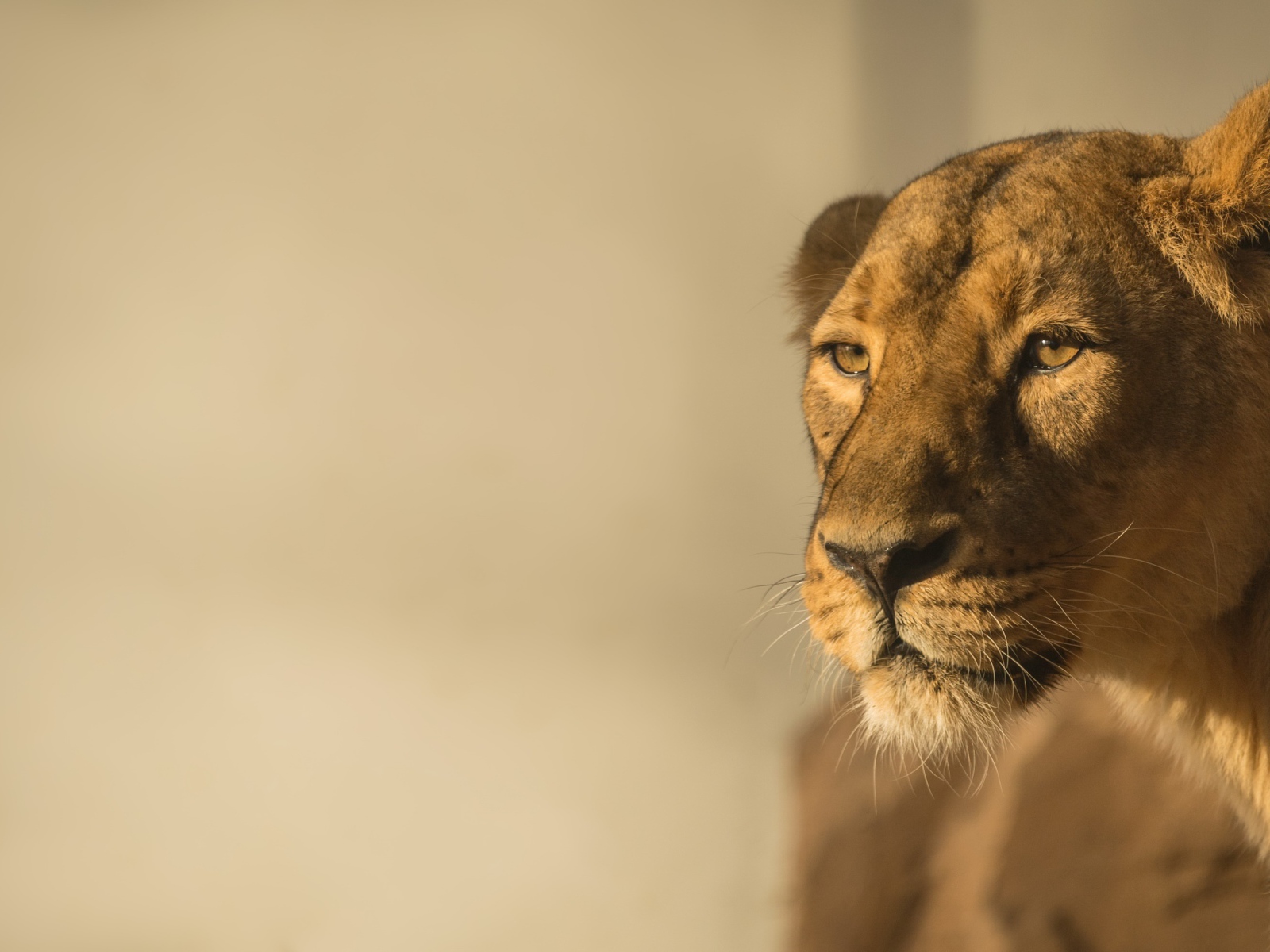 Большая львица в лучах солнца 