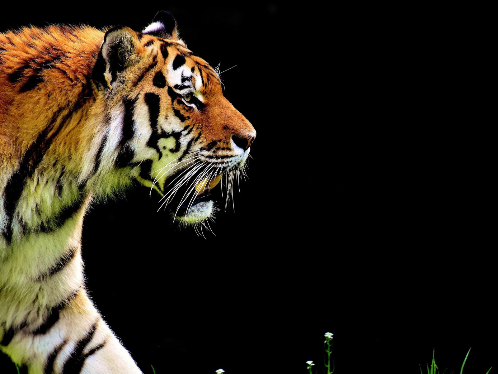 Большой суровый тигр крадется на черном фоне