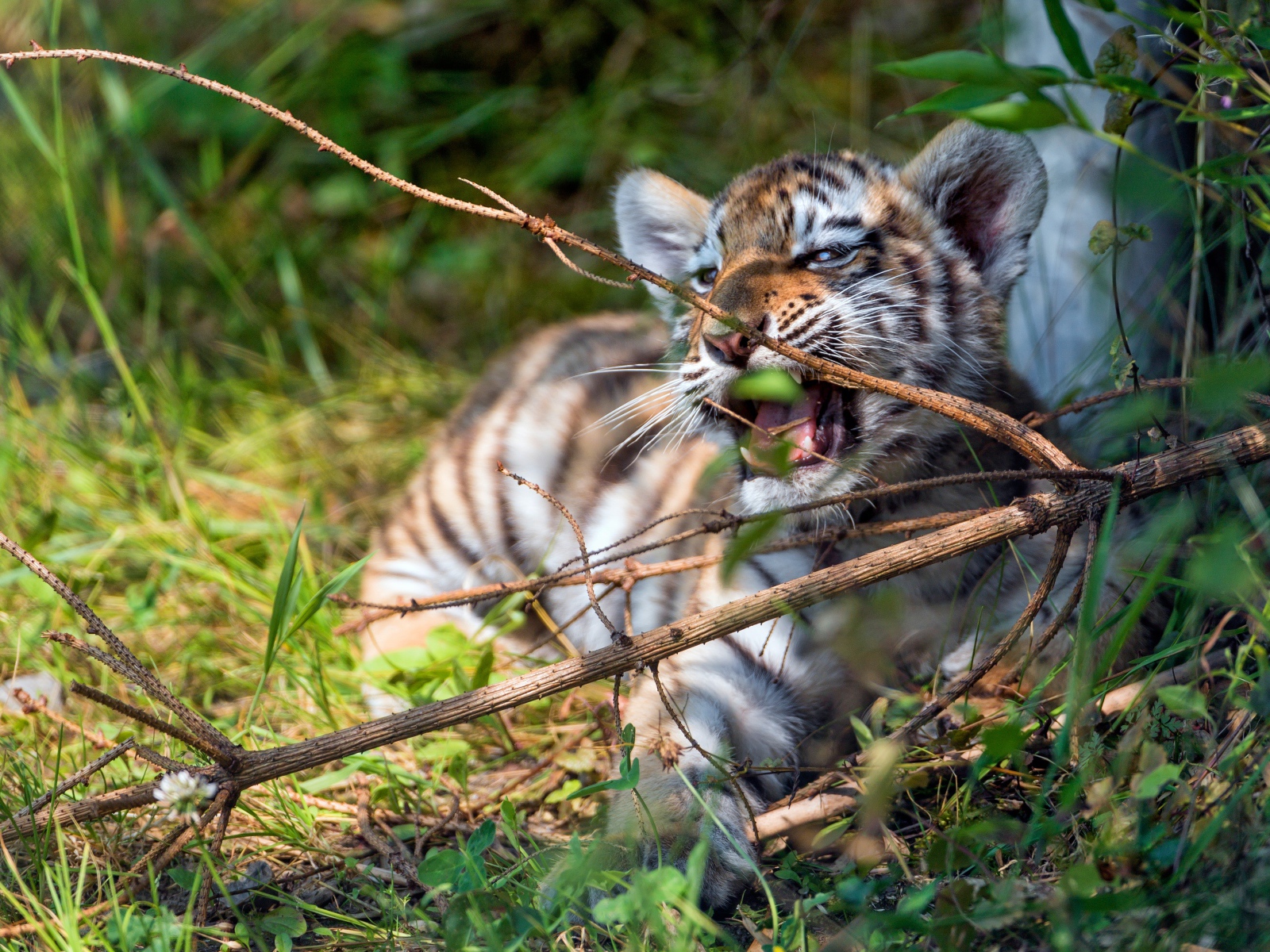 Маленький полосатый тигренок грызет ветку 