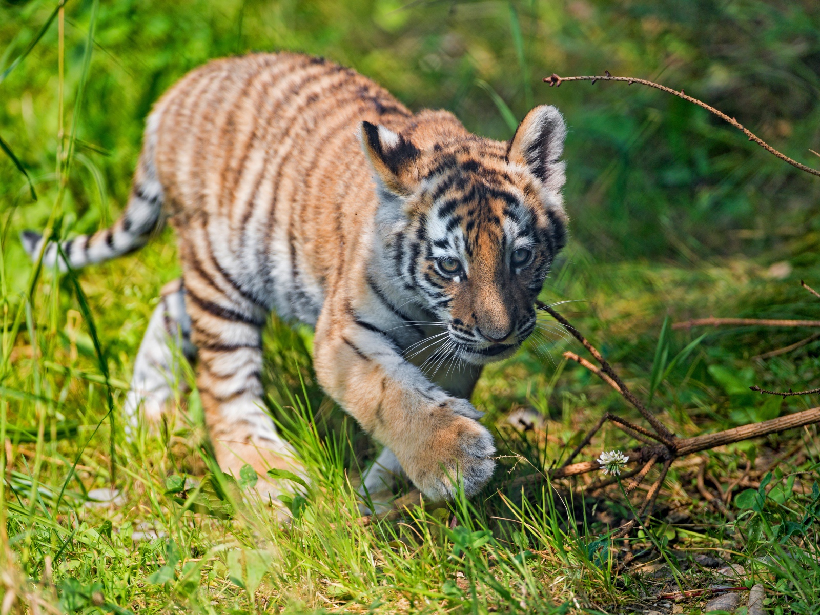 Маленький тигренок идет по зеленой траве