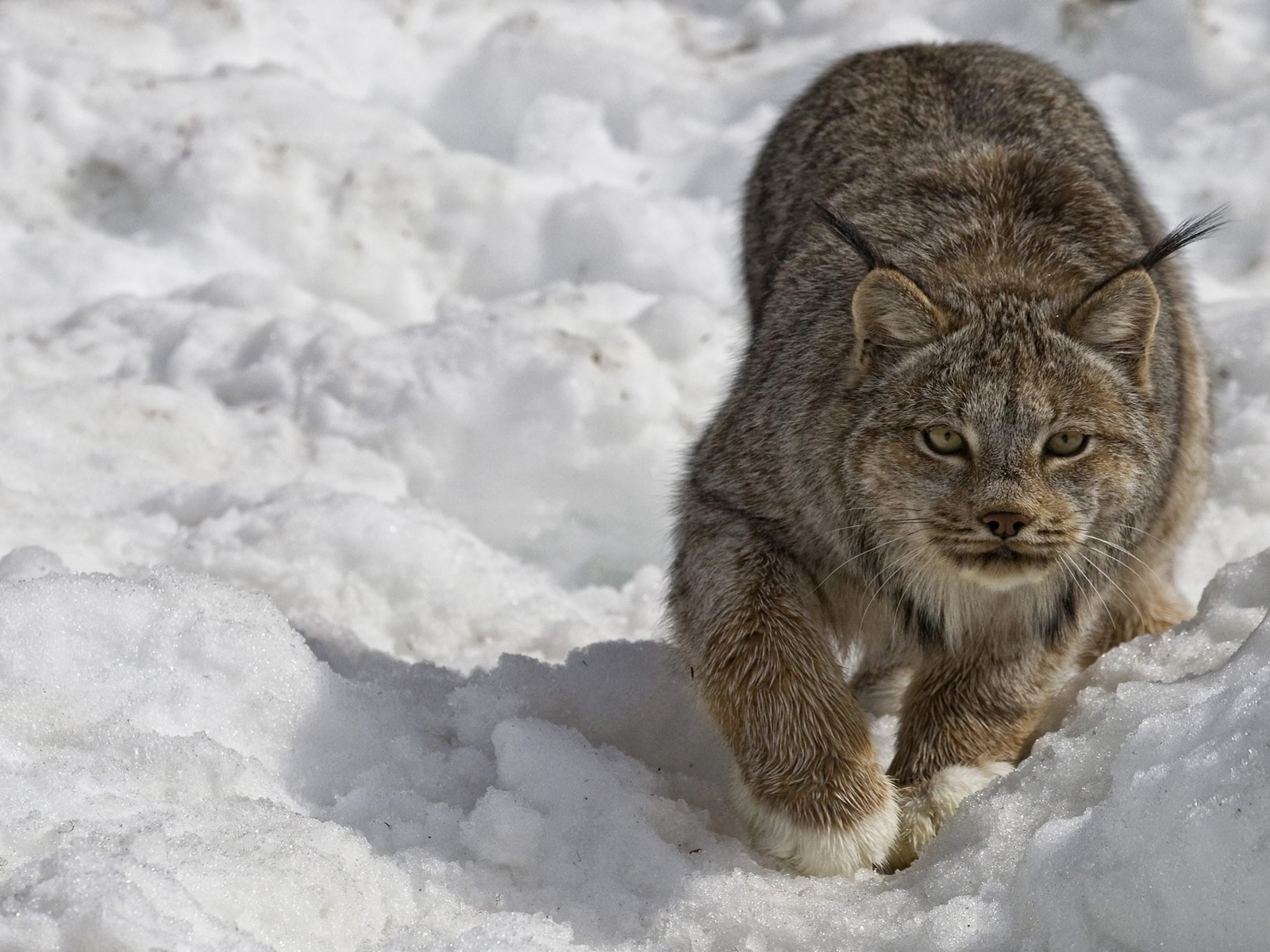 Рысь крадется по снегу зимой