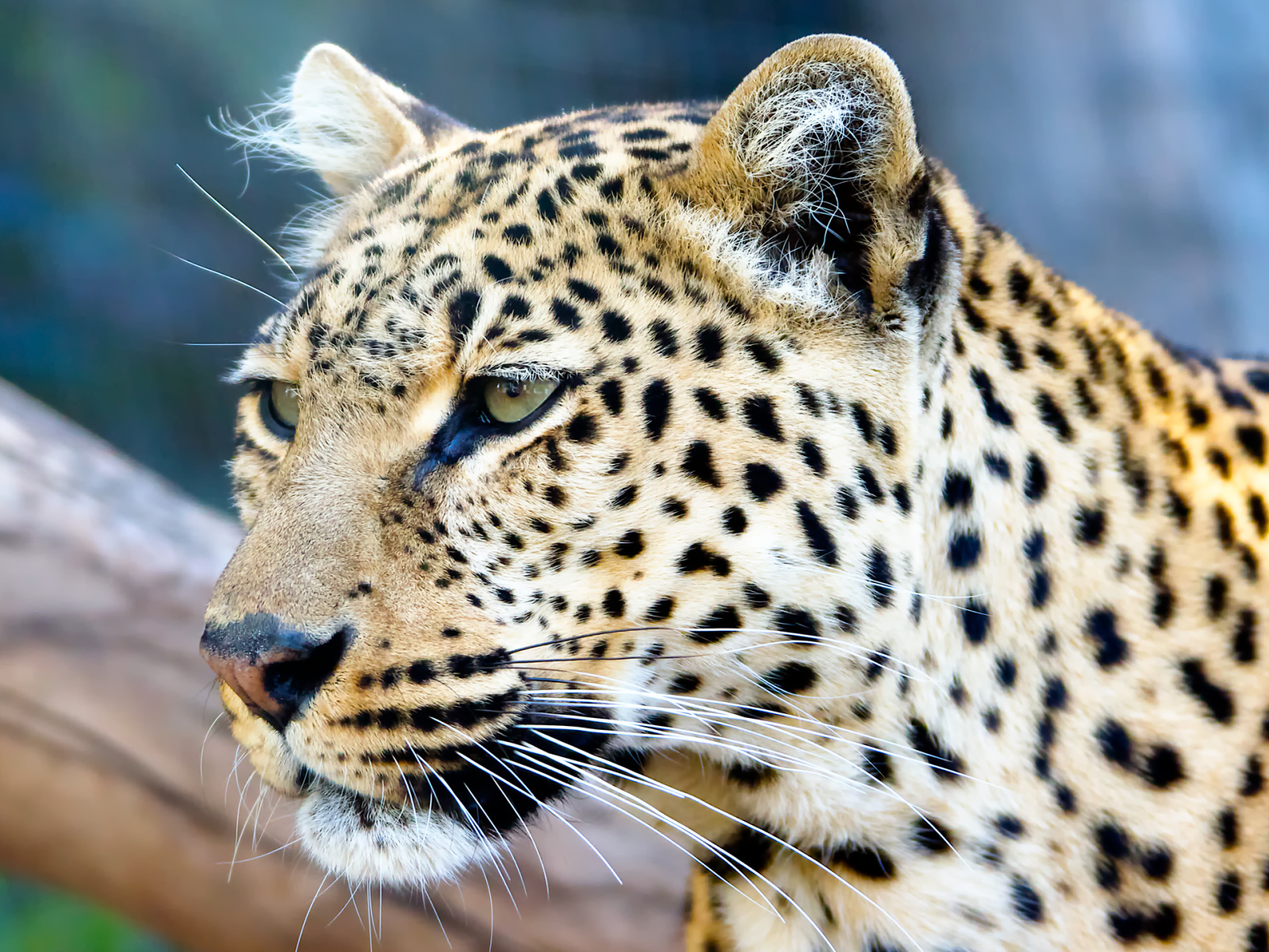 Морда пятнистого леопарда крупным планом