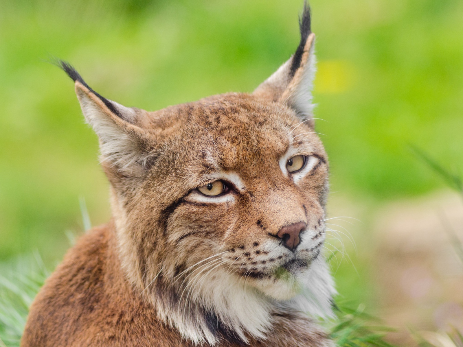Грустная морда рыси крупным планом
