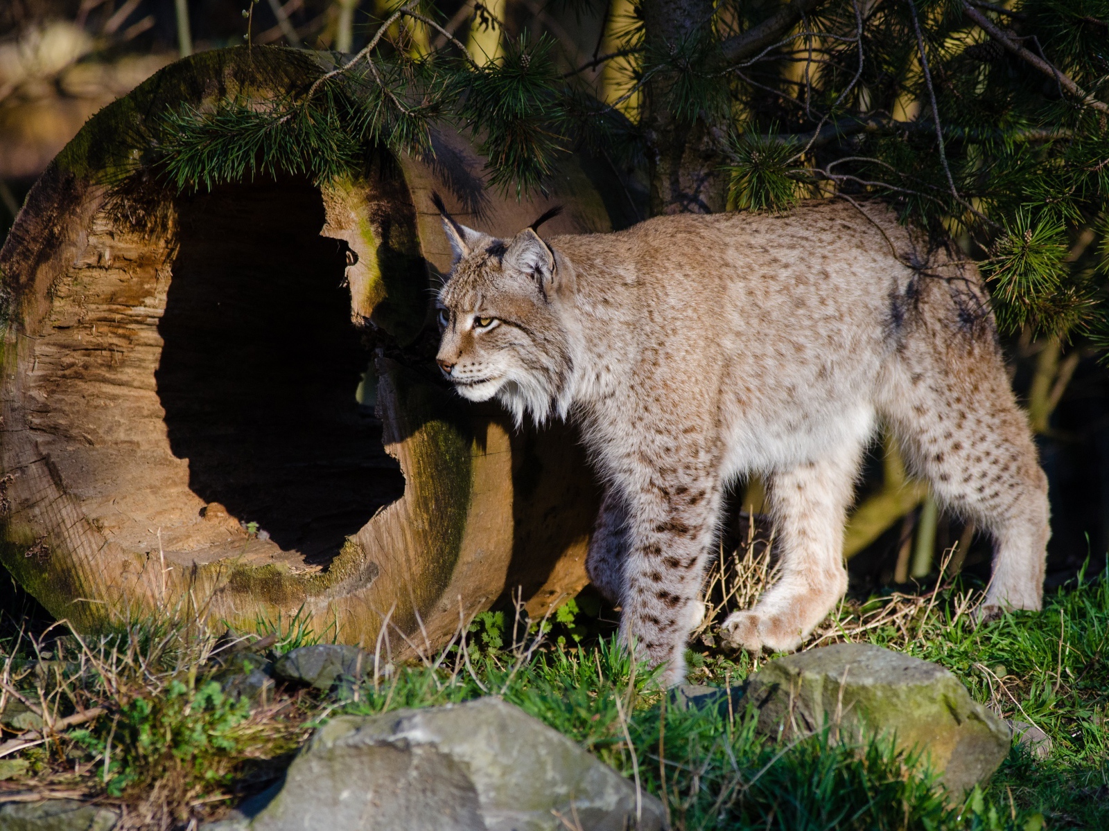 Дикая рысь в лесу у сухого дерева