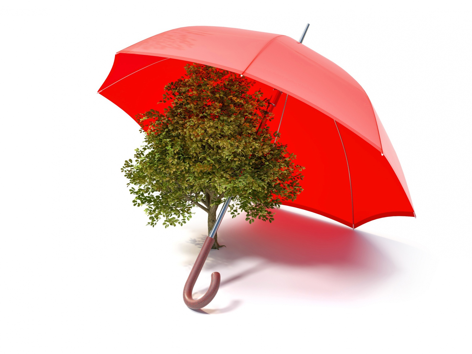 Зеленое дерево под красным зонтом на белом фоне