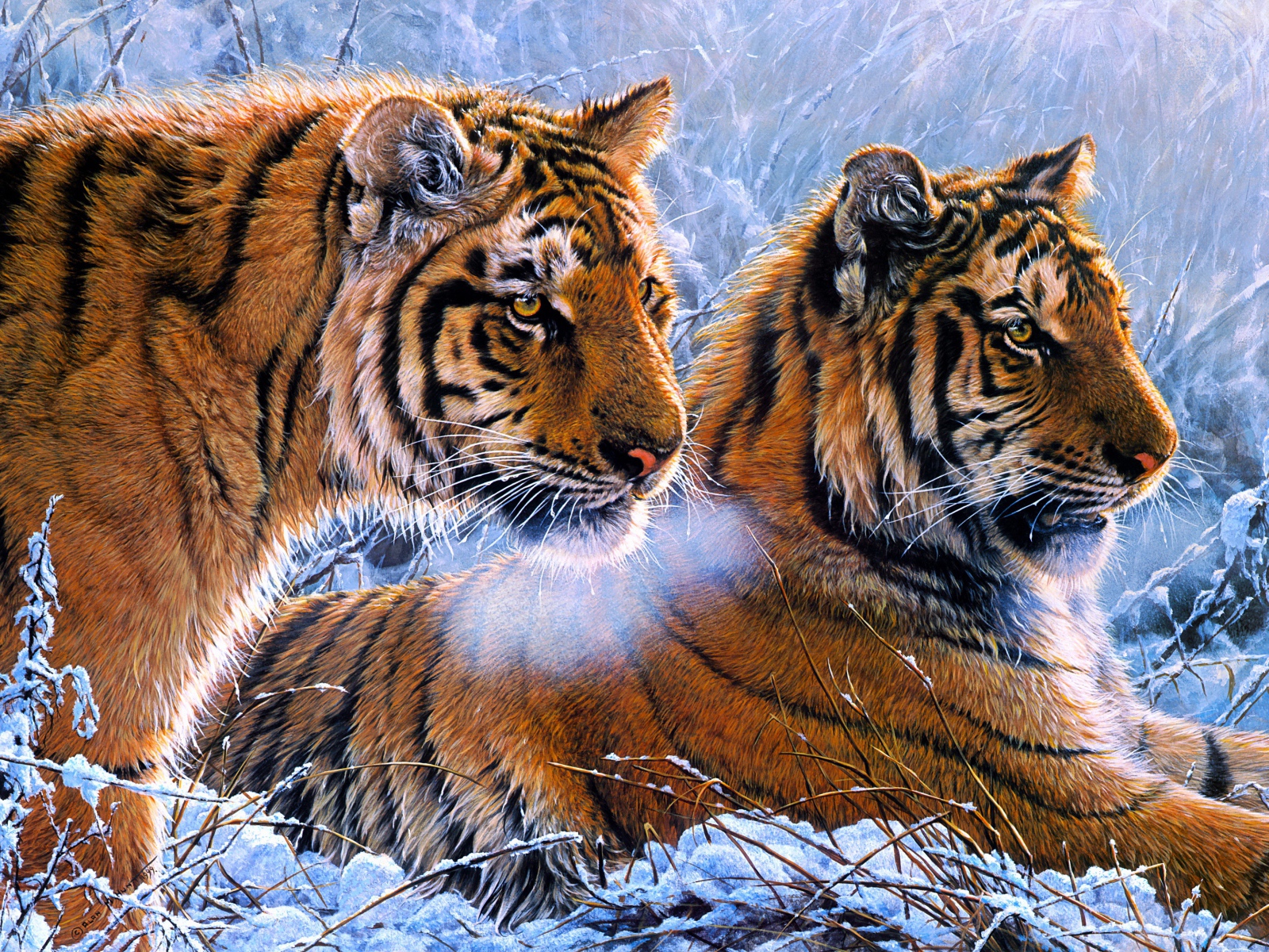 Два нарисованных тигра на снегу