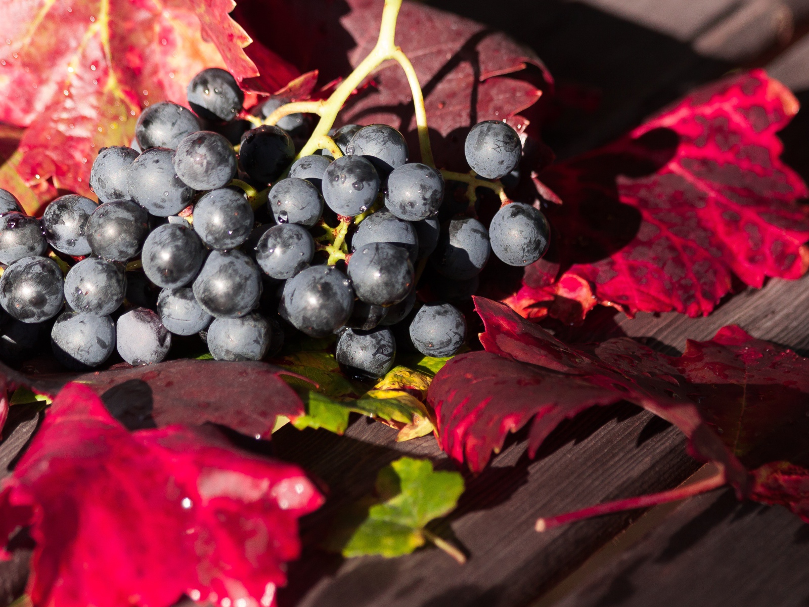 Синий виноград сидит на столе с красными листьями