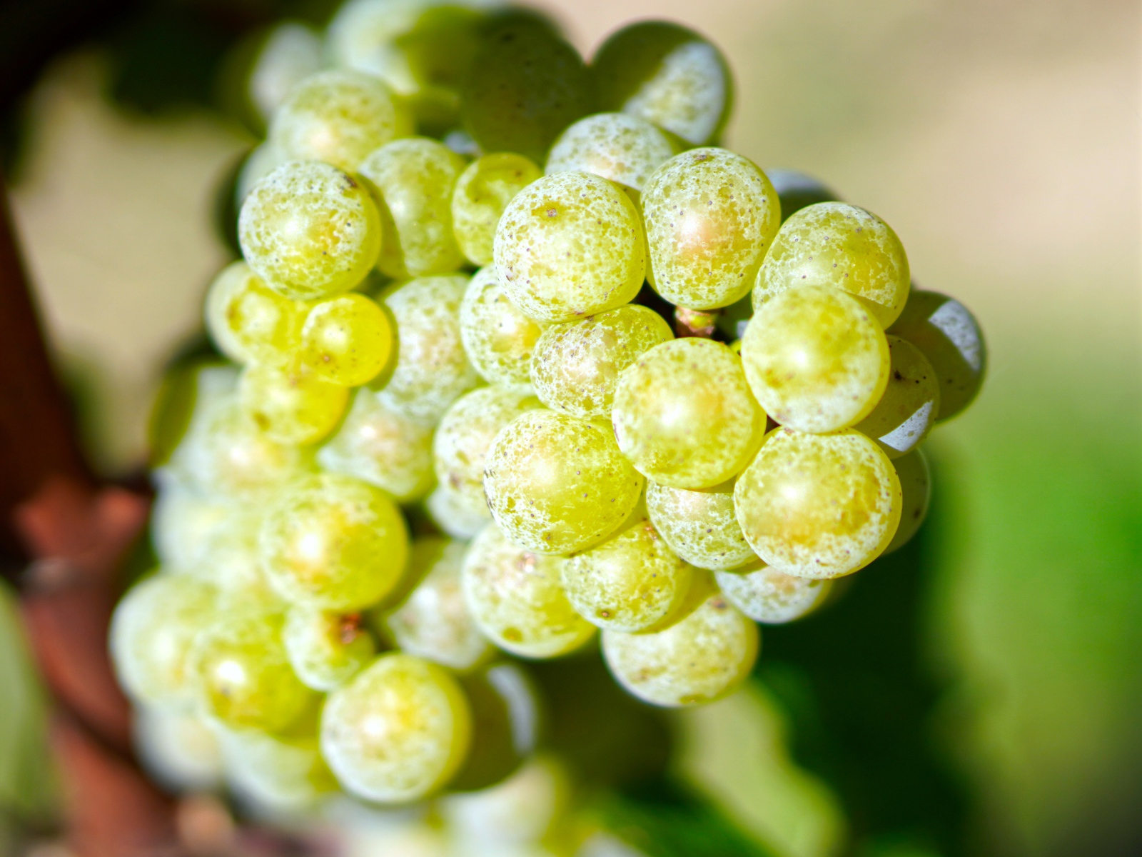 Гроздь круглого белого винограда крупным планом