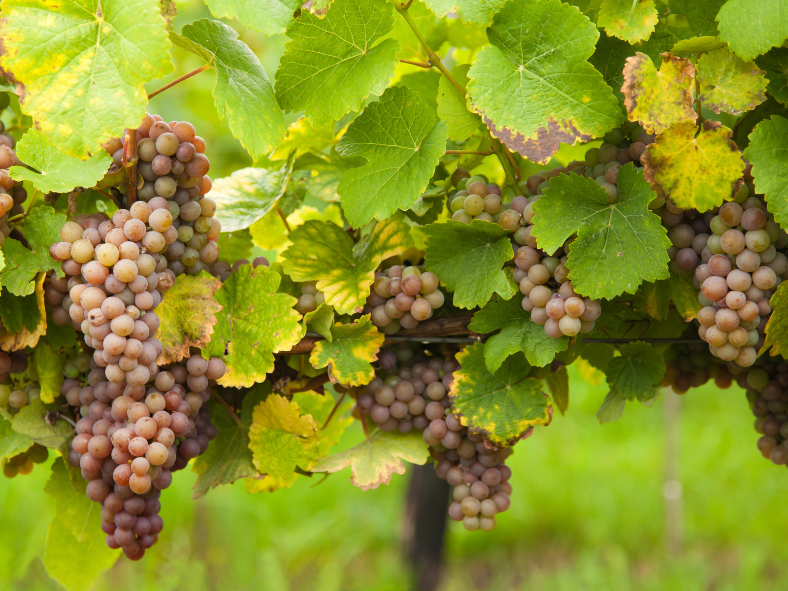 Розовый виноград в зеленых листьях на лозе